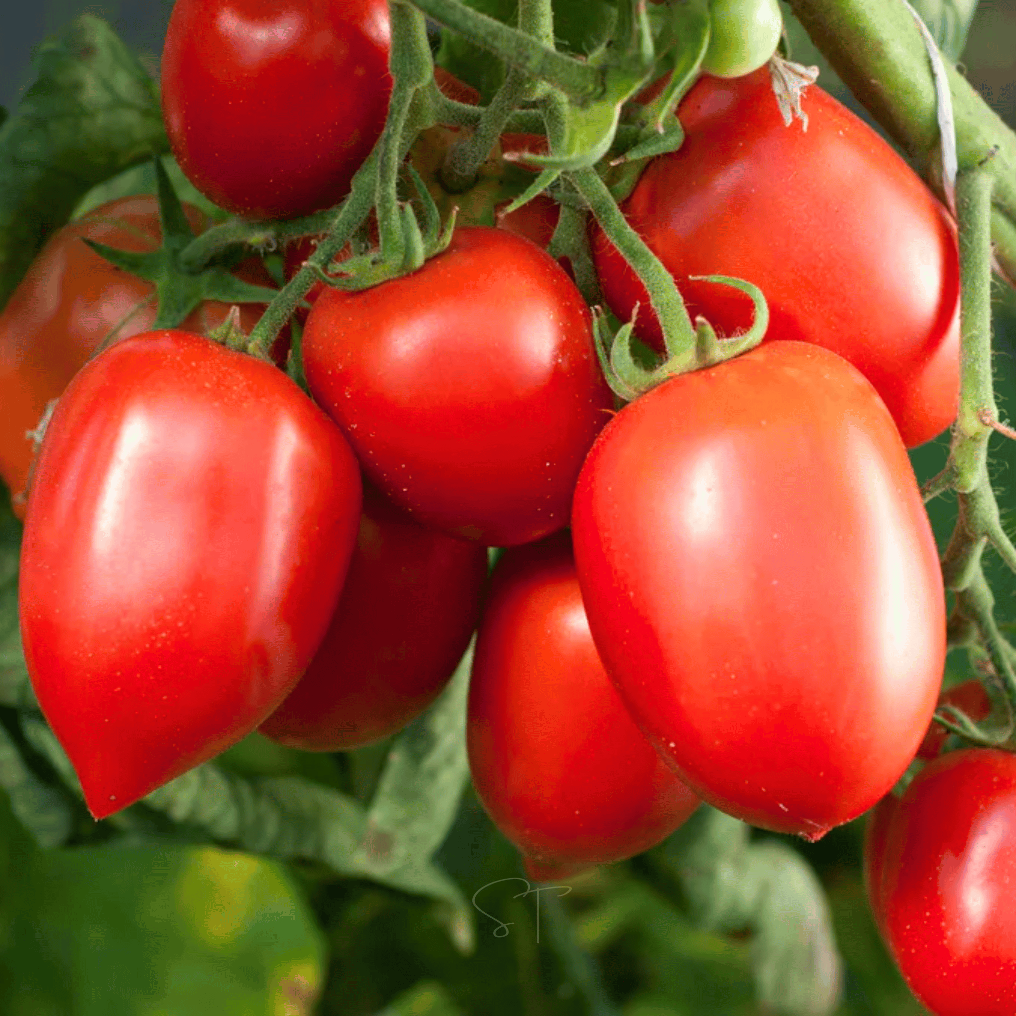 Amish Paste Tomato – 30 Seeds Southern Seeds