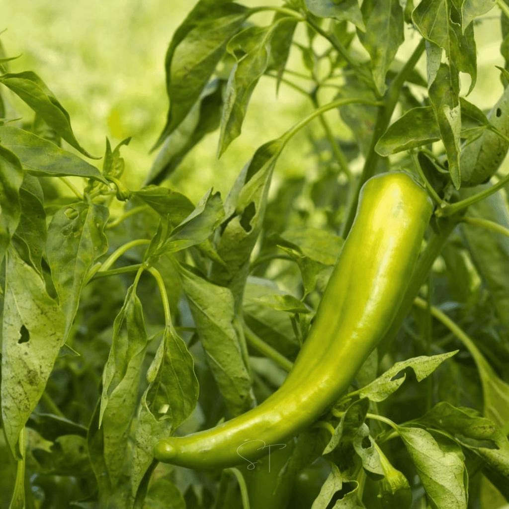 Anaheim Chili Pepper – 25 Seeds Southern Seeds