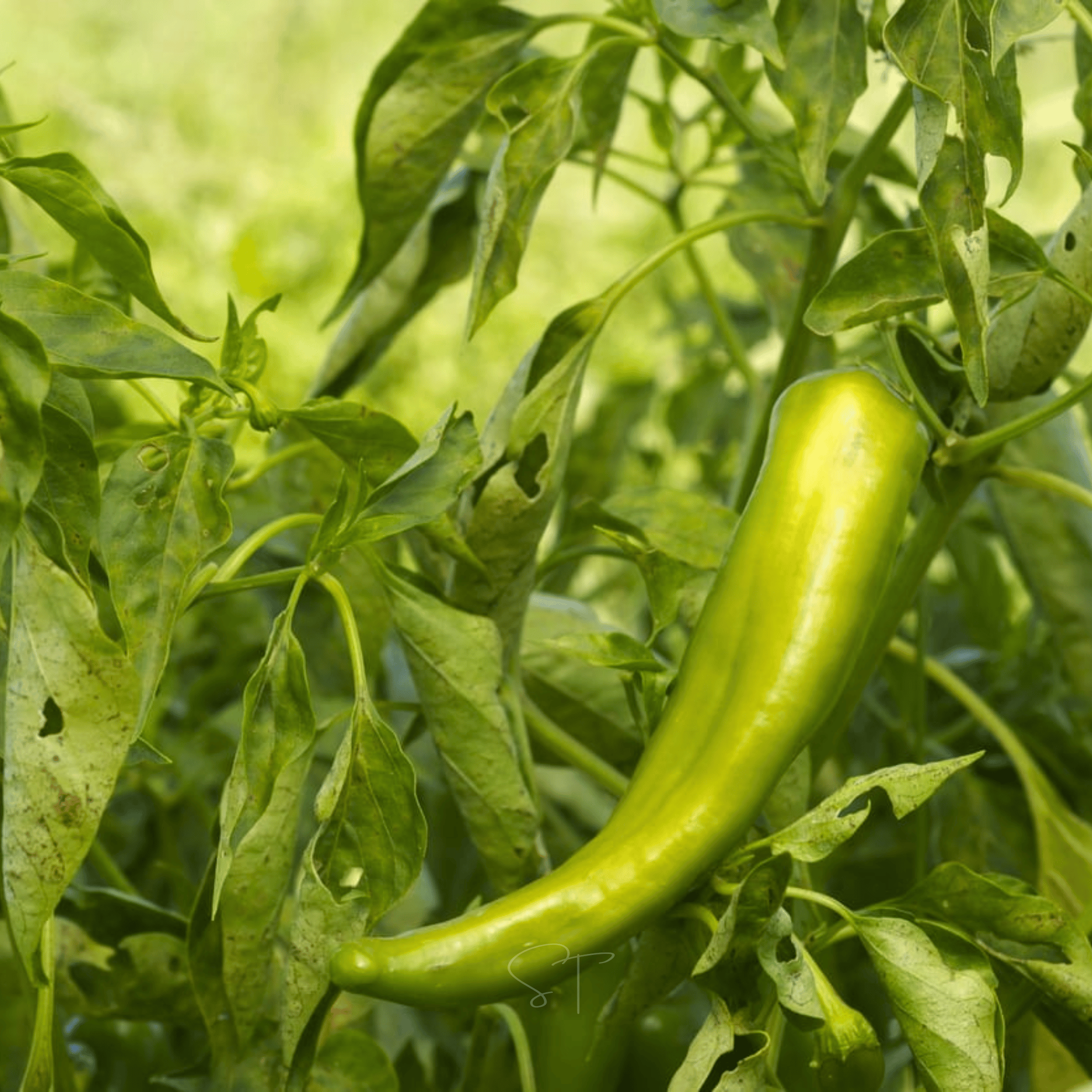 Anaheim Chili Pepper – 25 Seeds Southern Seeds