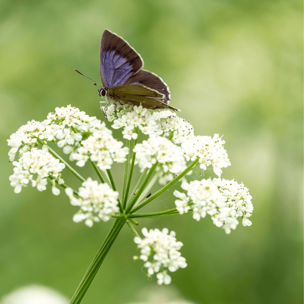 Anise – 100 Seeds Southern Seeds