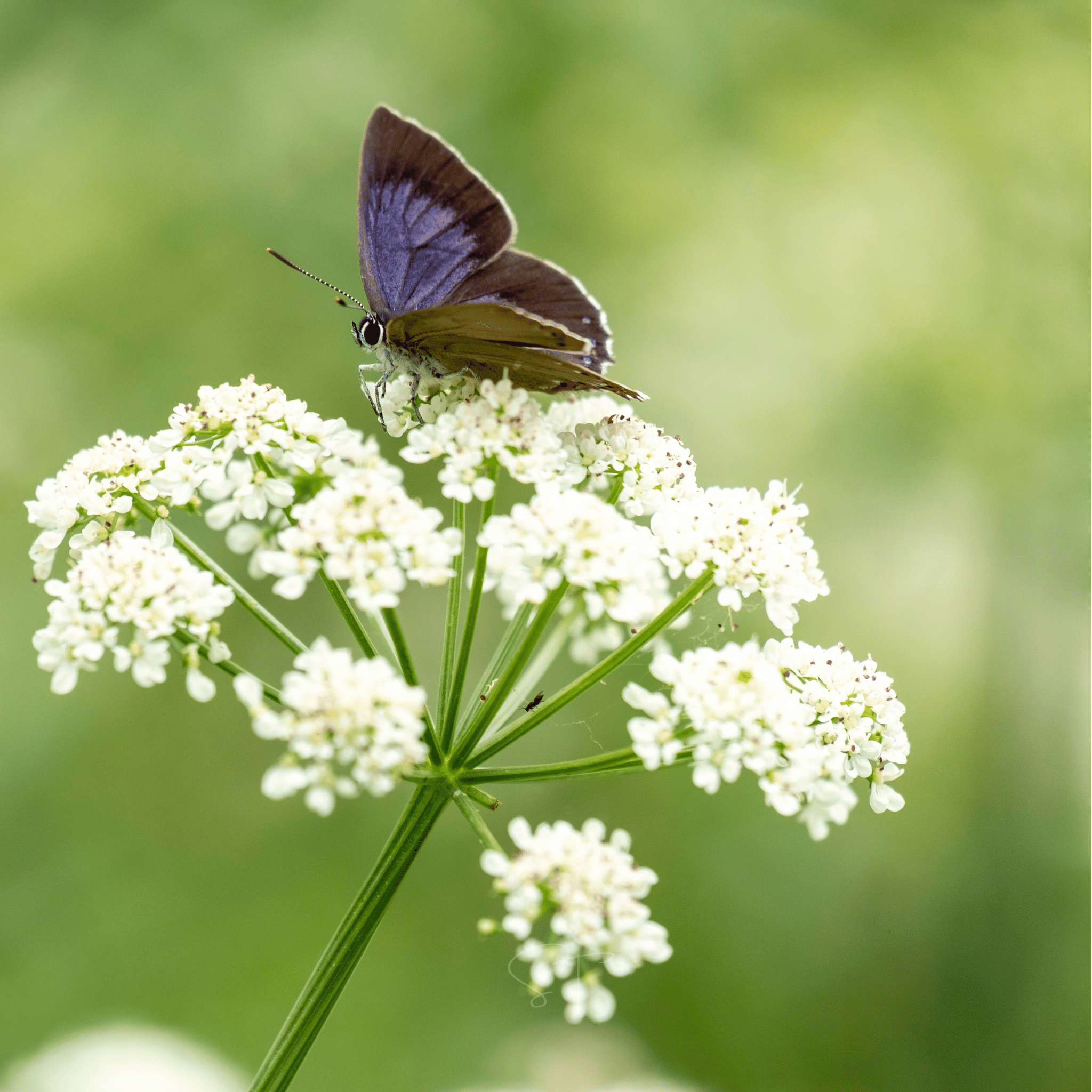 Anise – 100 Seeds Southern Seeds