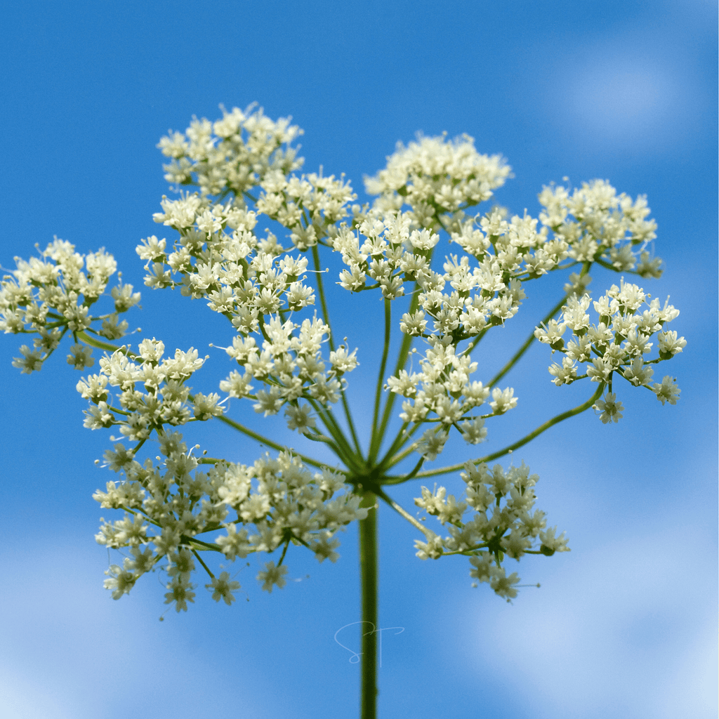 Anise – 100 Seeds Southern Seeds