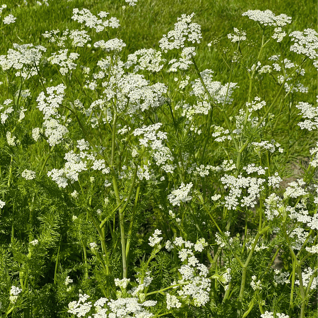 Anise – 100 Seeds Southern Seeds