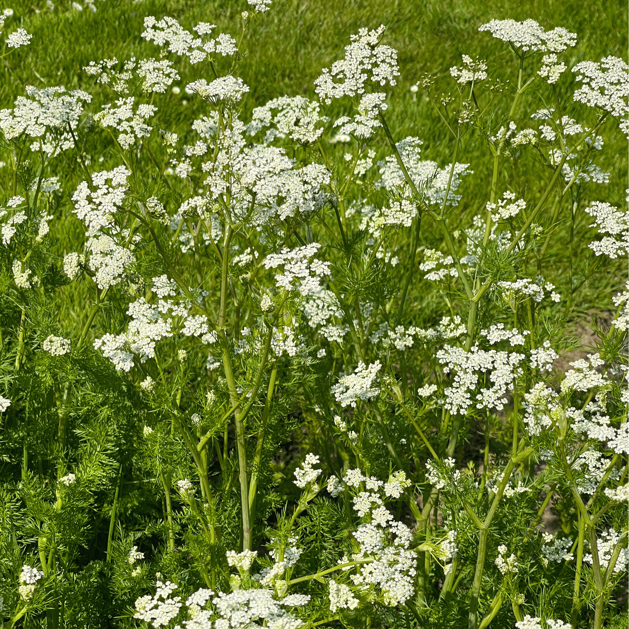 Anise – 100 Seeds Southern Seeds