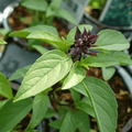 Anise Basil – 250 Seeds Southern Seeds