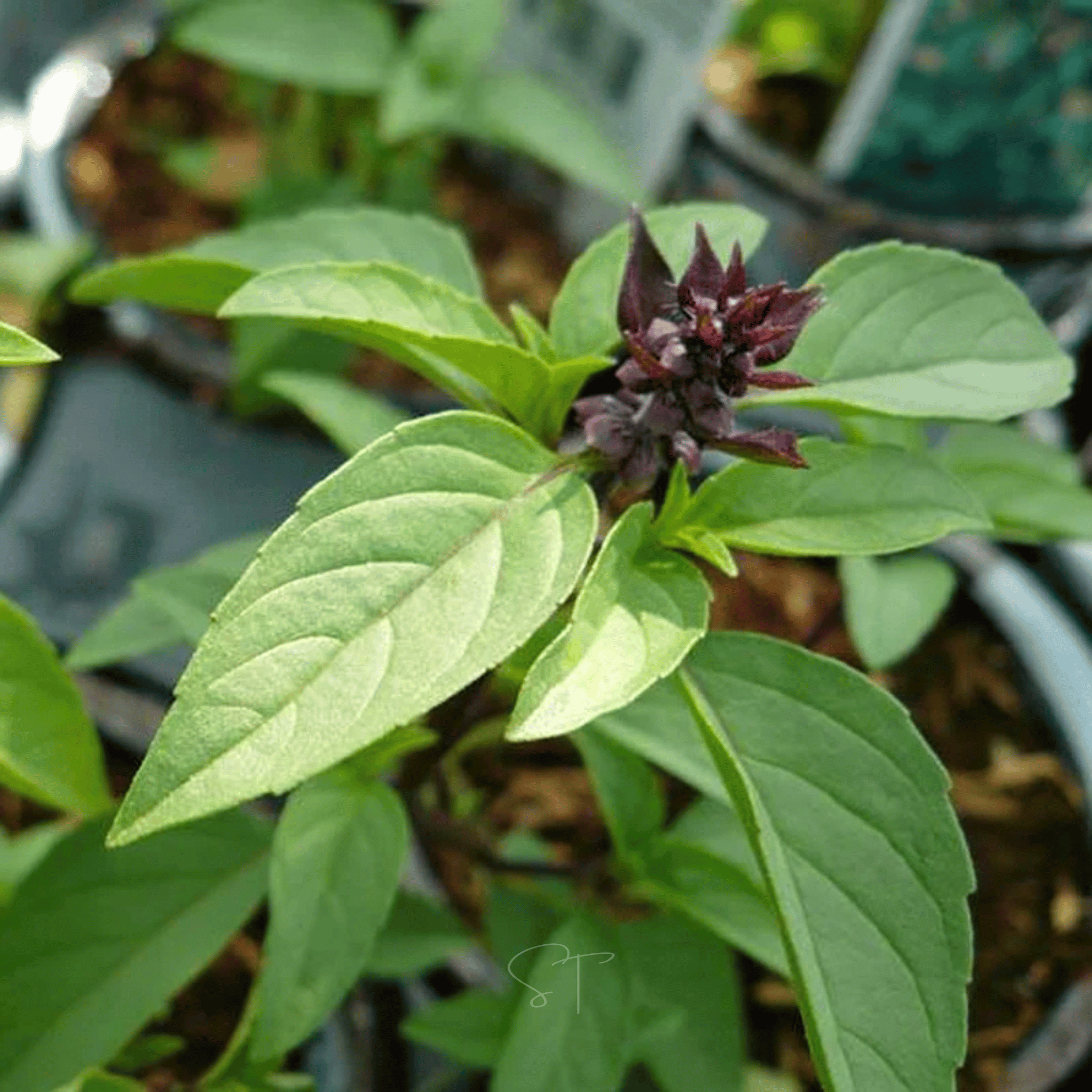 Anise Basil – 250 Seeds Southern Seeds