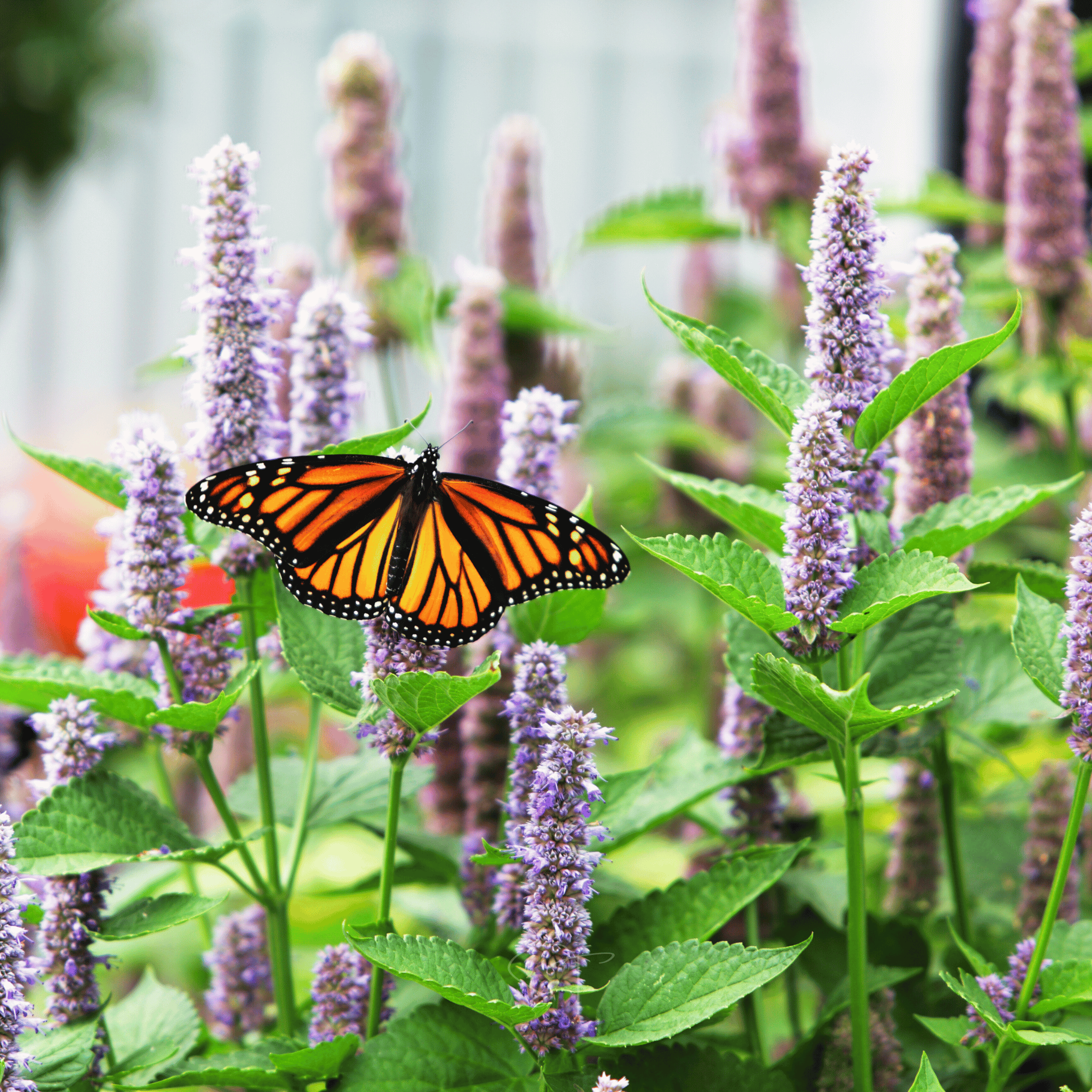Anise Hyssop – 200 Seeds Southern Seeds