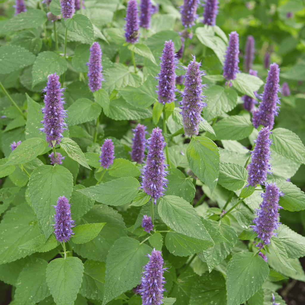 Anise Hyssop – 200 Seeds Southern Seeds