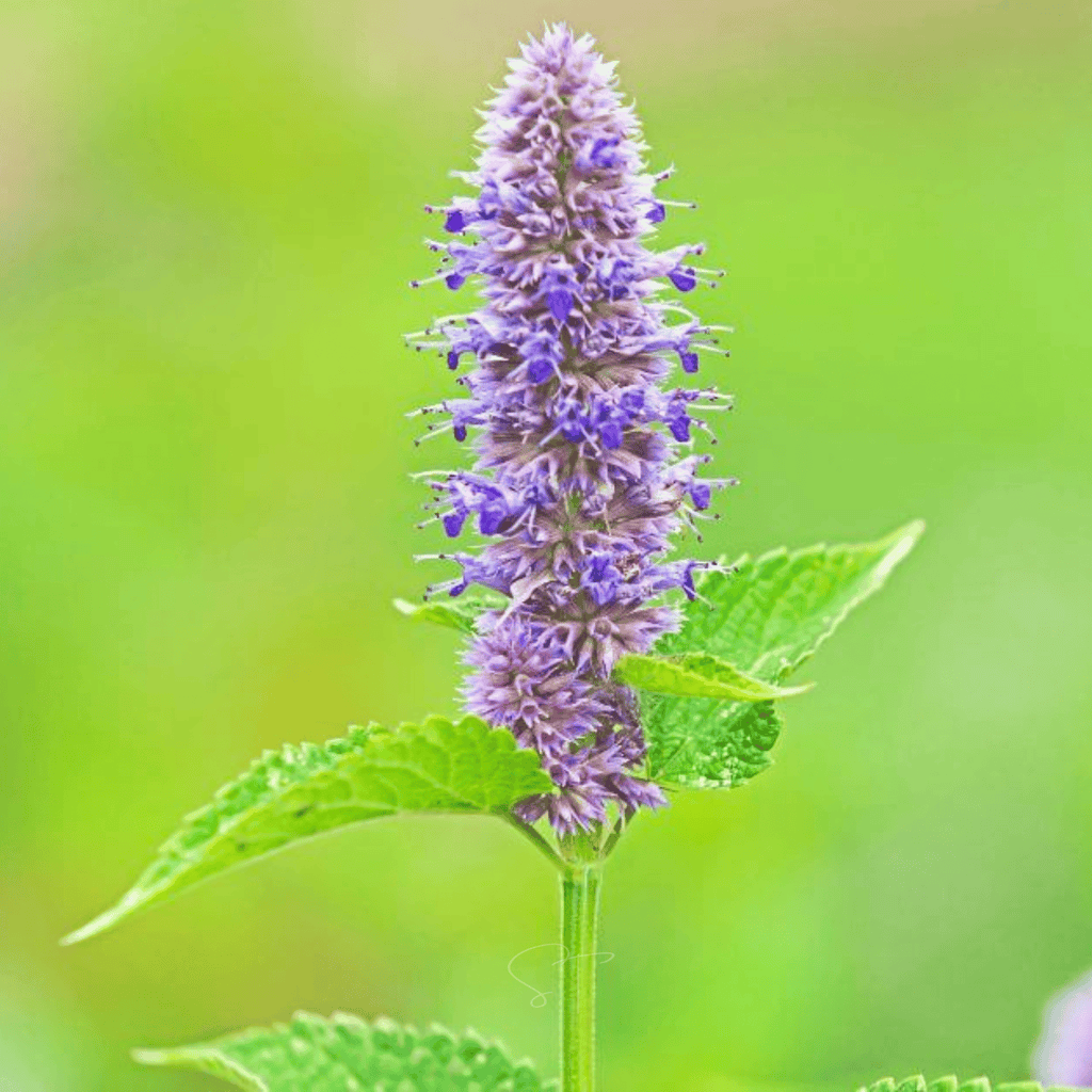 Anise Hyssop – 200 Seeds Southern Seeds