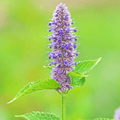 Anise Hyssop – 200 Seeds Southern Seeds