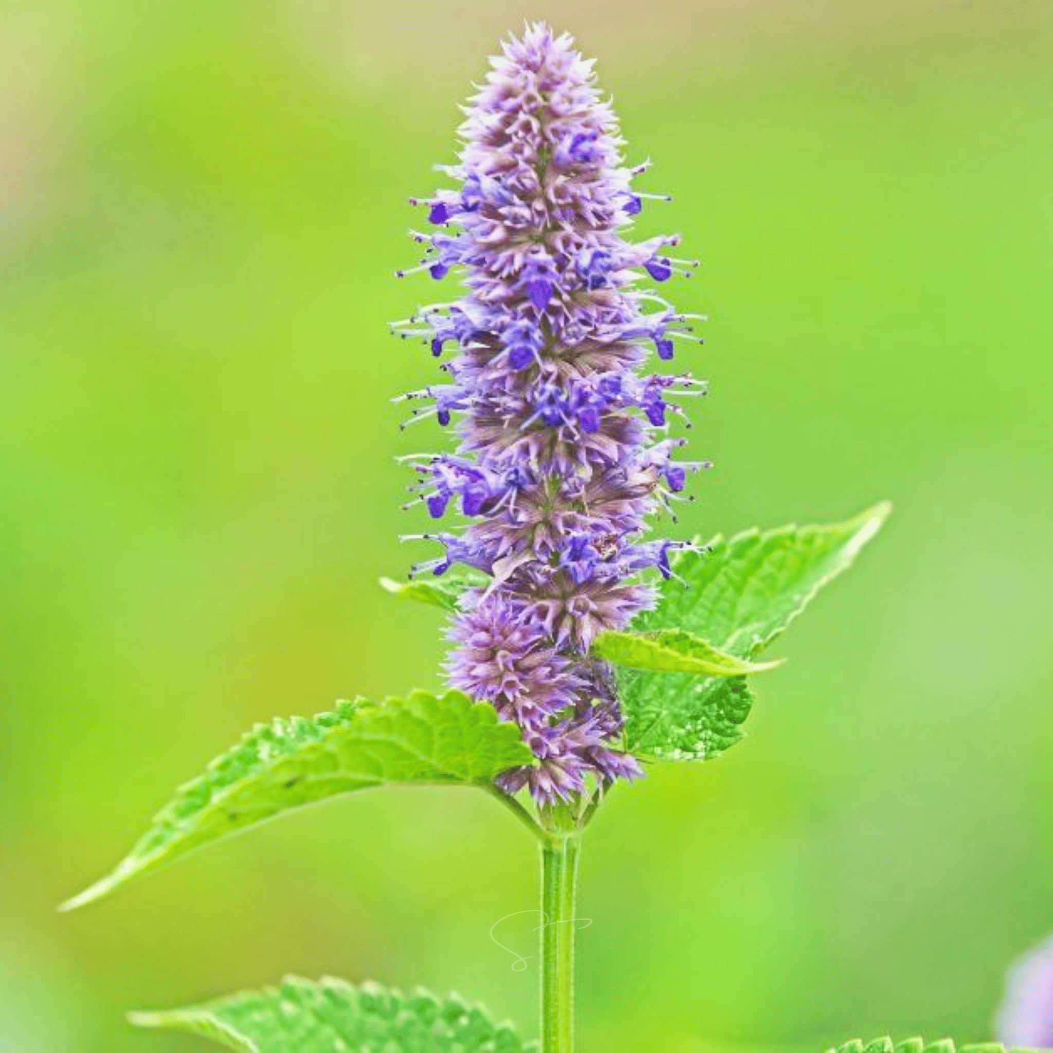 Anise Hyssop – 200 Seeds Southern Seeds