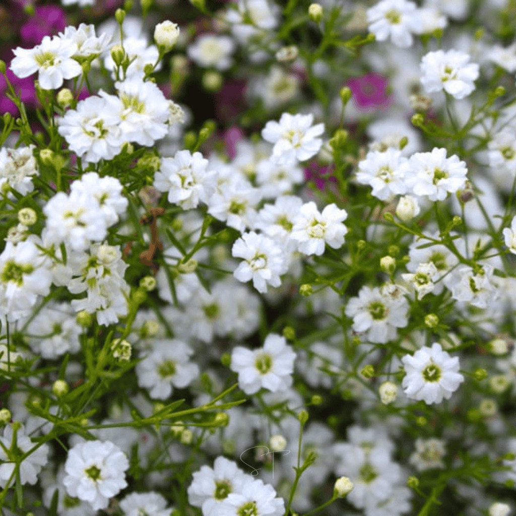 Annual Baby’s Breath (Covenant Garden) – 500 Seeds Southern Seeds