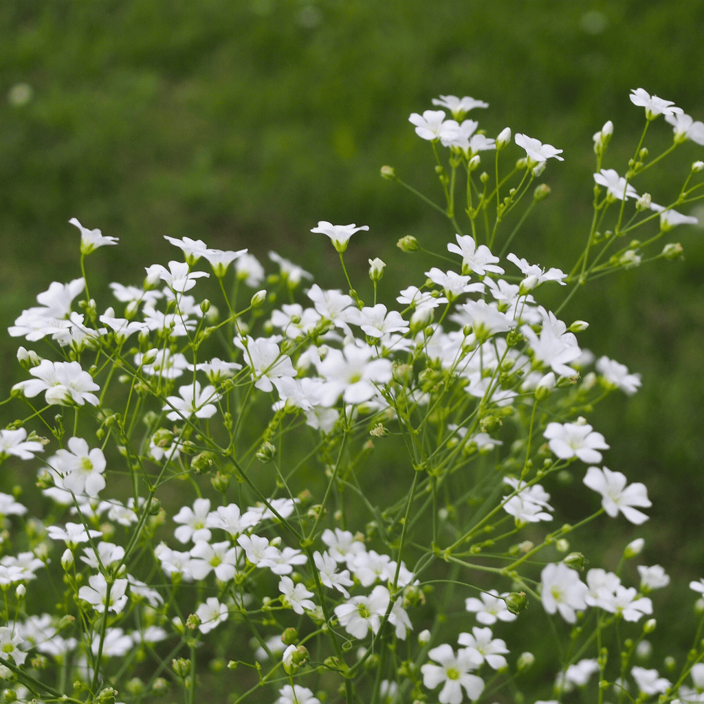 Annual Baby’s Breath (Covenant Garden) – 500 Seeds Southern Seeds