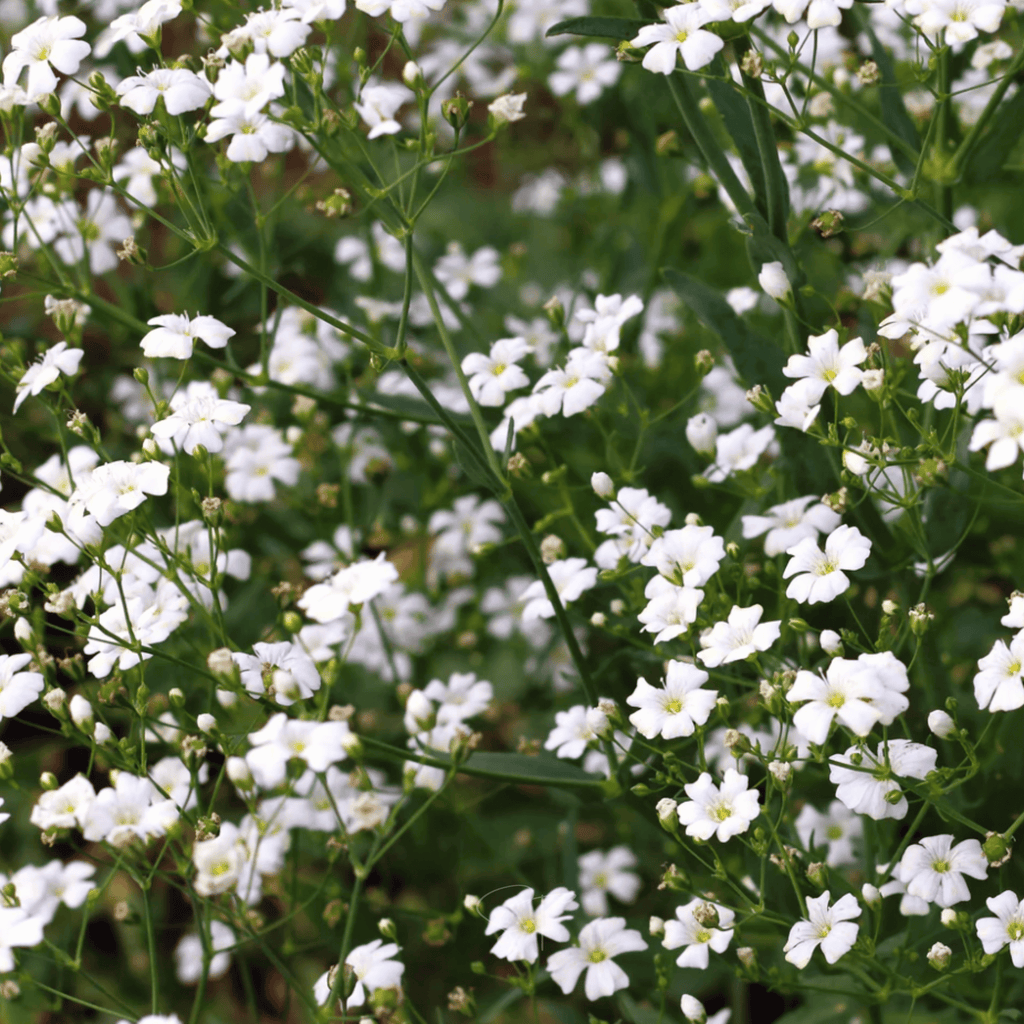 Annual Baby’s Breath (Covenant Garden) – 500 Seeds Southern Seeds