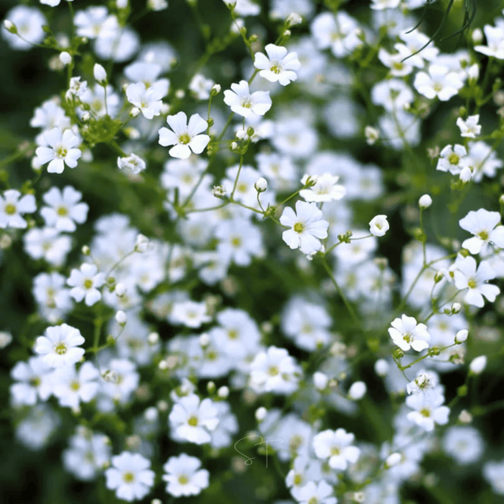 Annual Baby’s Breath (Covenant Garden) – 500 Seeds Southern Seeds