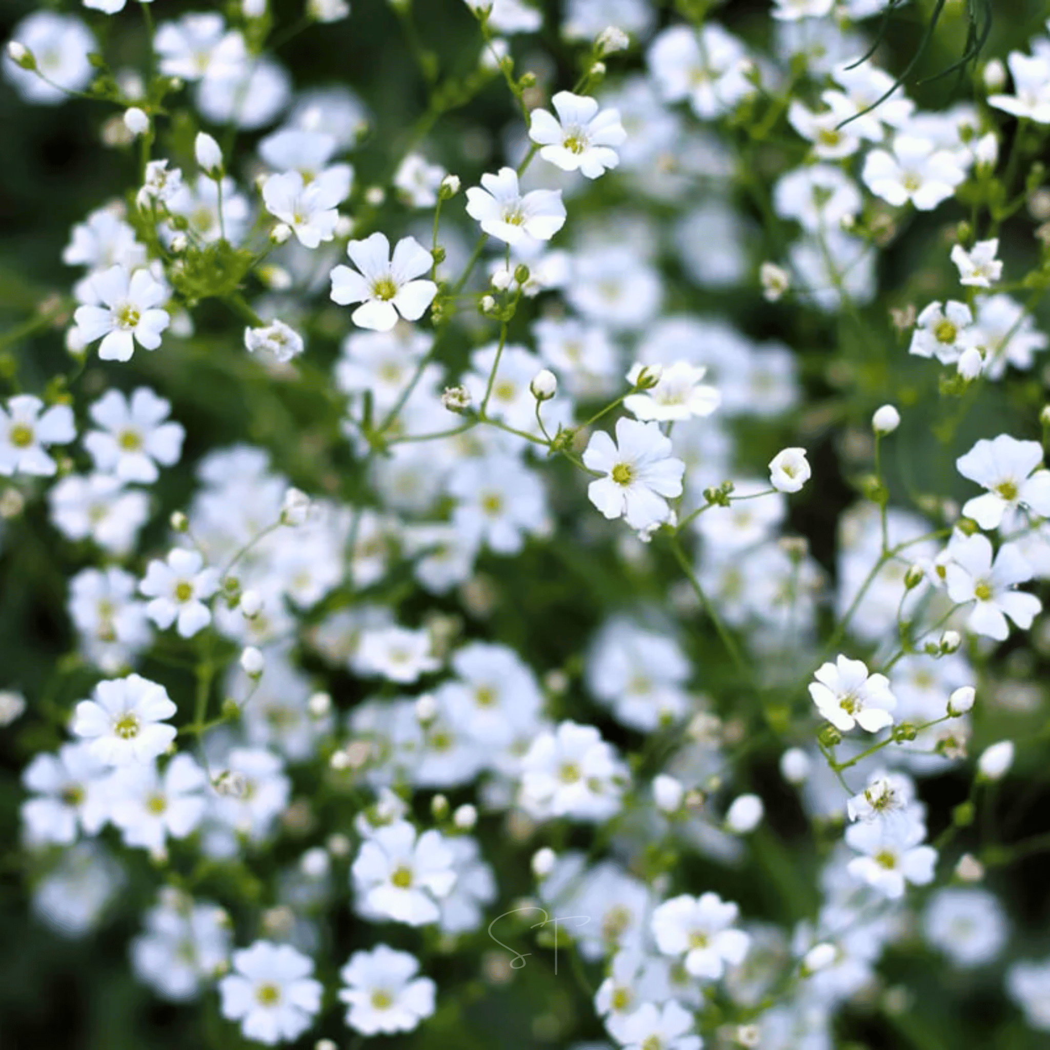 Annual Baby’s Breath (Covenant Garden) – 500 Seeds Southern Seeds