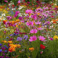 Annuals Wildflower Seed Mix (20 Varieties) – 1,000 Seeds Southern Seeds