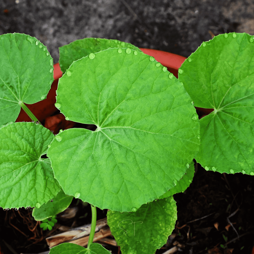 Armenian Yard-Long Cucumber – 30 Seeds Southern Seeds