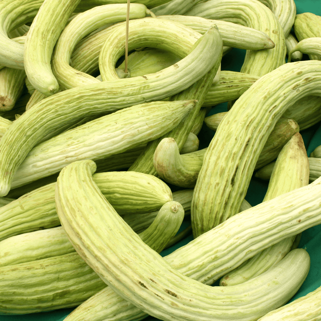 Armenian Yard-Long Cucumber – 30 Seeds Southern Seeds