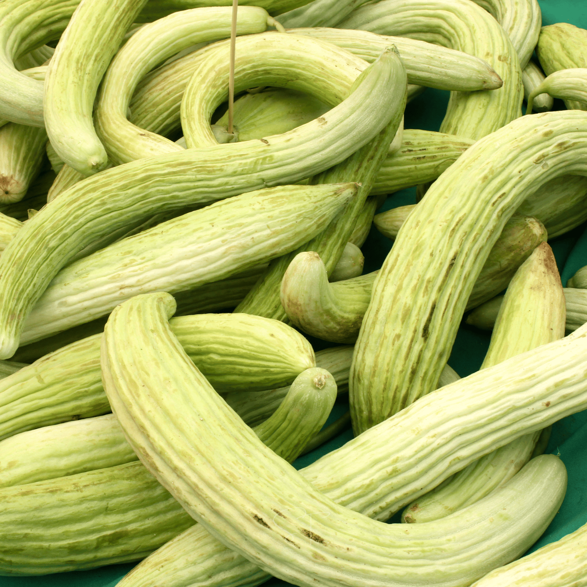 Armenian Yard-Long Cucumber – 30 Seeds Southern Seeds