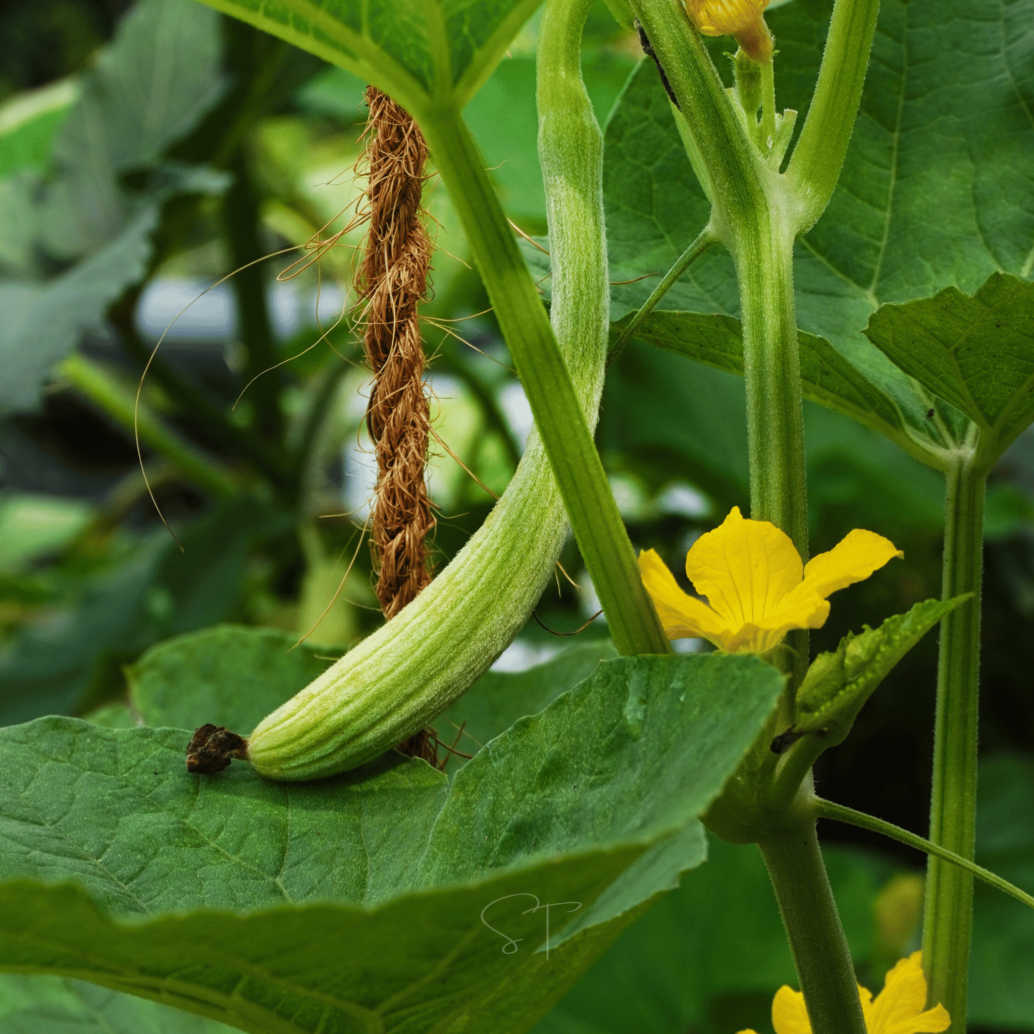 Armenian Yard-Long Cucumber – 30 Seeds Southern Seeds