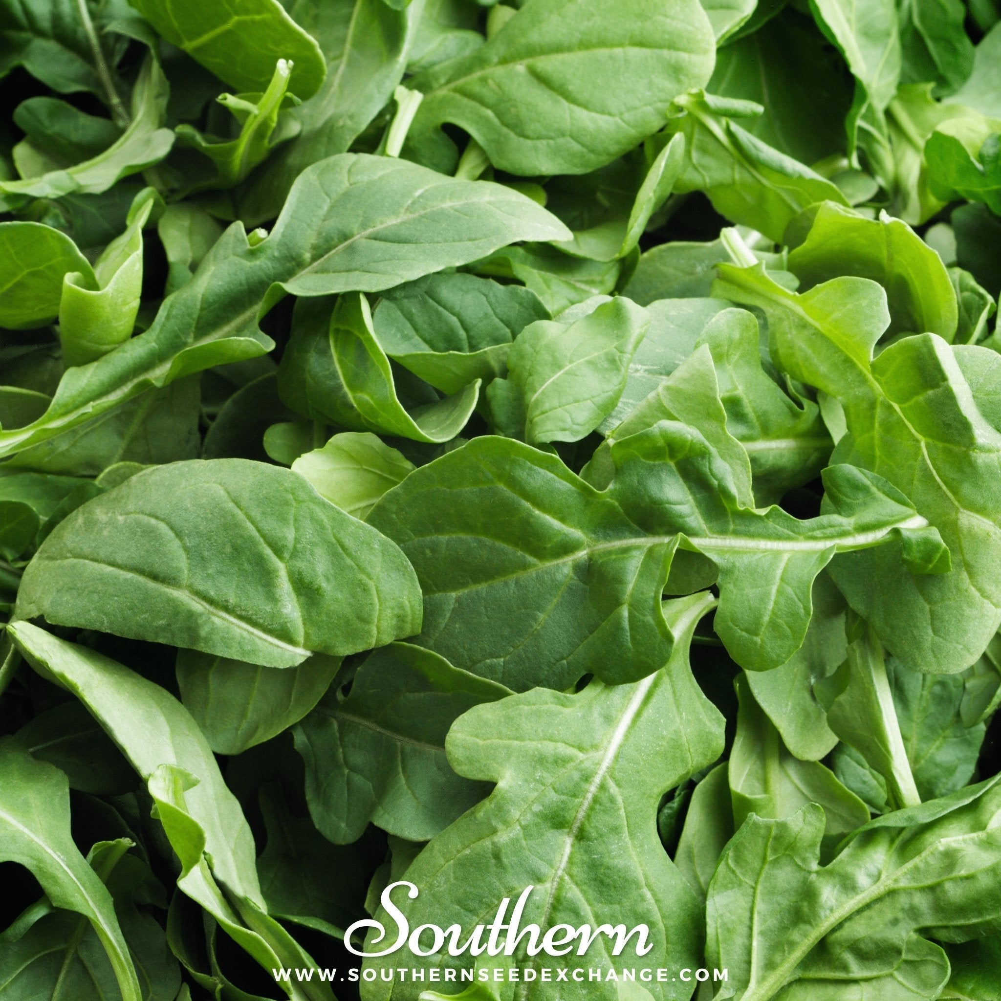 Roquette Arugula – 200 Seeds Southern Seeds