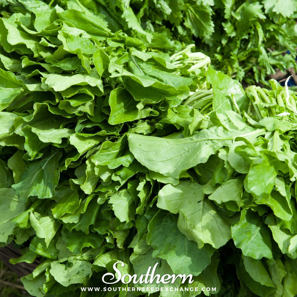 Roquette Arugula – 200 Seeds Southern Seeds