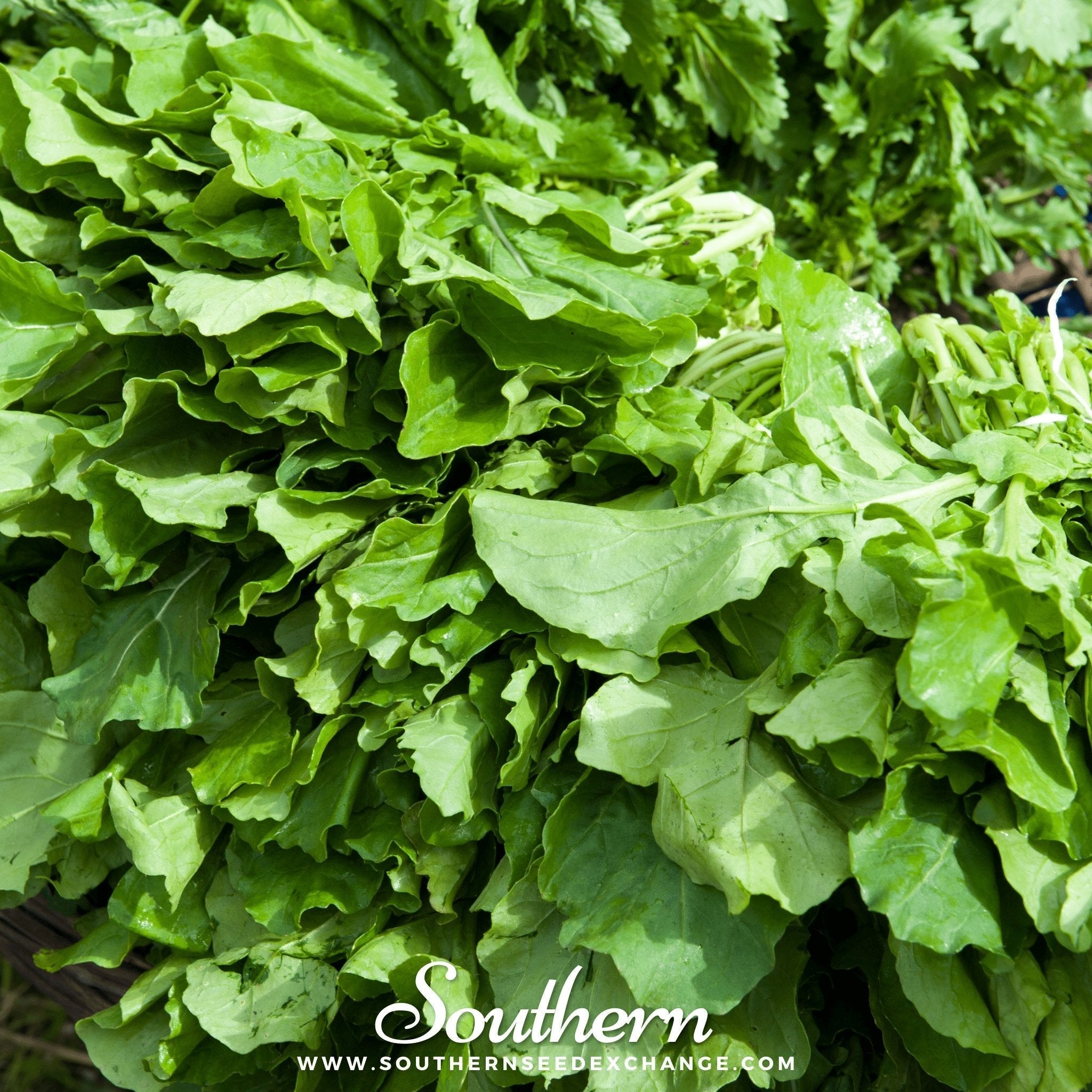 Roquette Arugula – 200 Seeds Southern Seeds