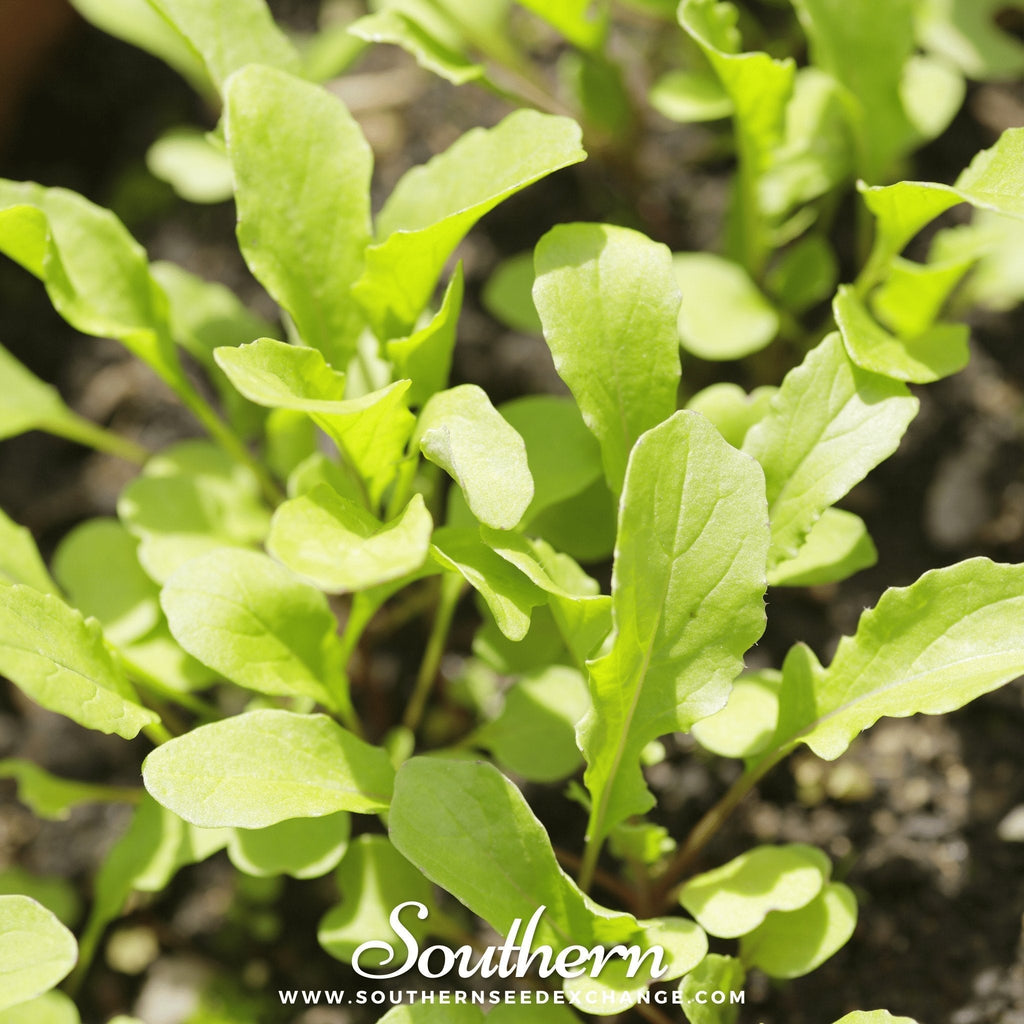 Roquette Arugula – 200 Seeds Southern Seeds