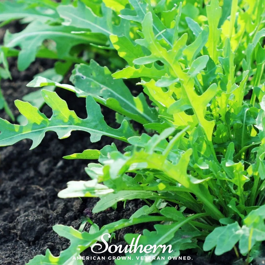 Wild Arugula – 500 Seeds Southern Seeds