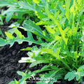 Wild Arugula – 500 Seeds Southern Seeds