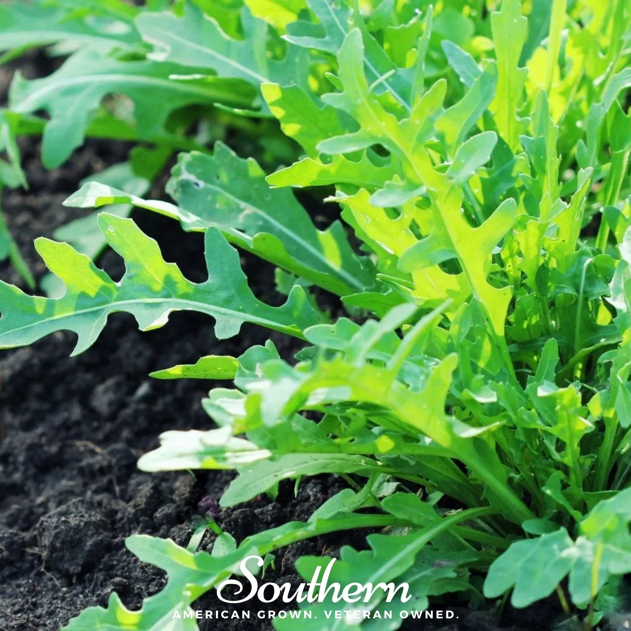 Wild Arugula – 500 Seeds Southern Seeds