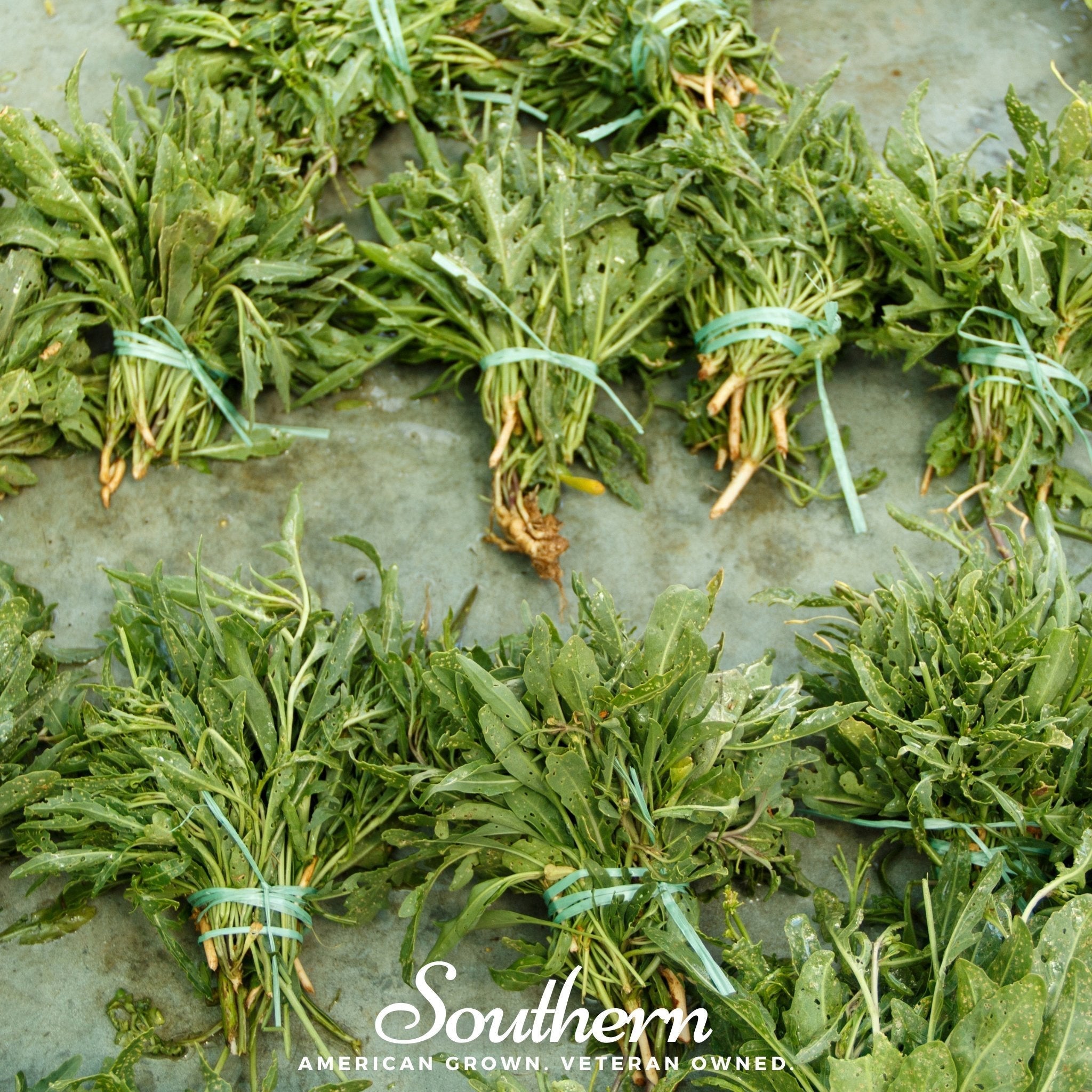 Wild Arugula – 500 Seeds Southern Seeds