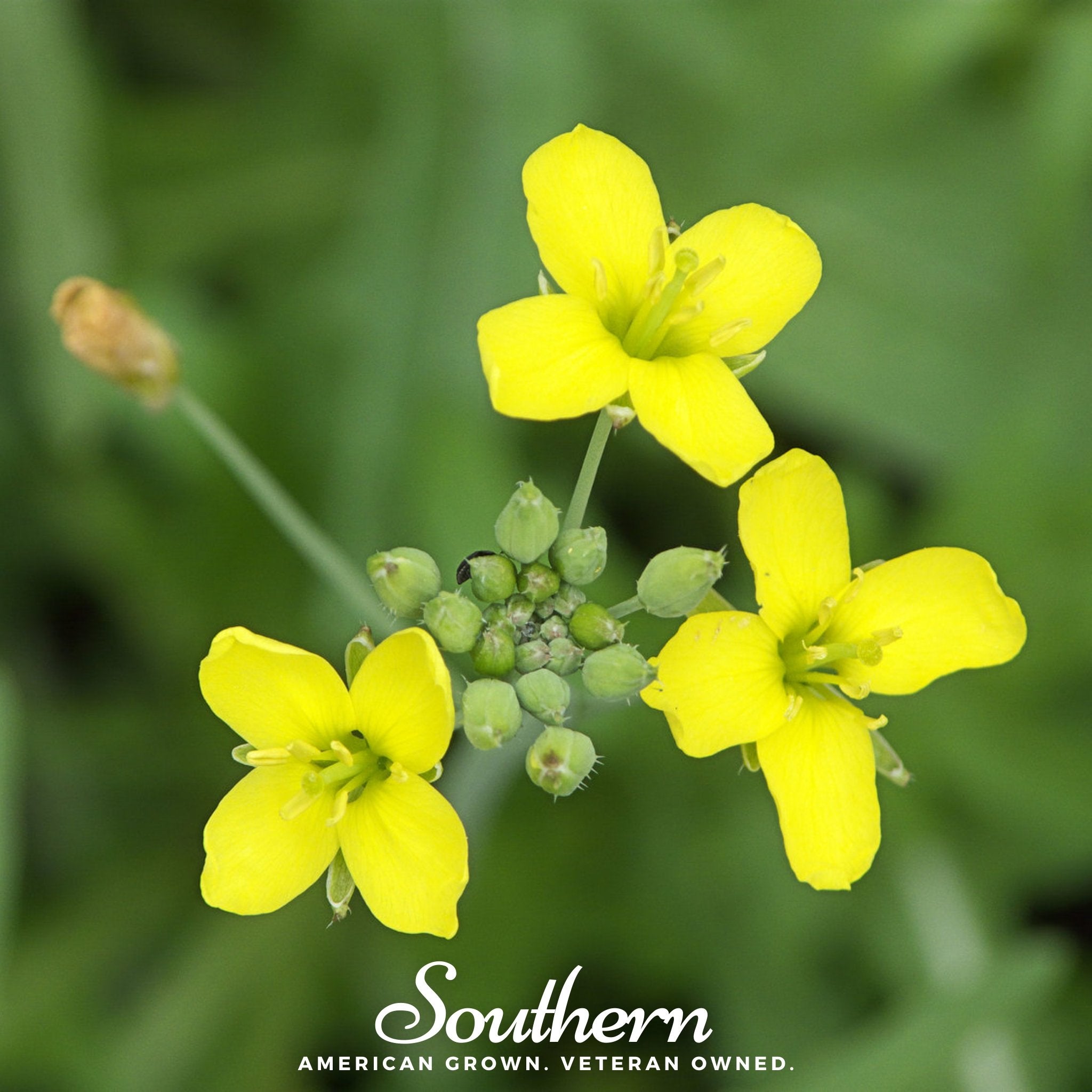 Wild Arugula – 500 Seeds Southern Seeds