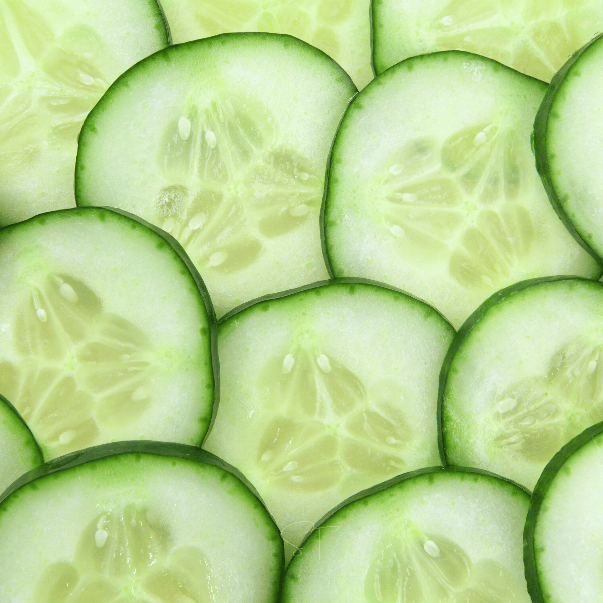 Ashley Cucumber – 30 Seeds Southern Seeds