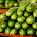 Ashley Cucumber – 30 Seeds Southern Seeds
