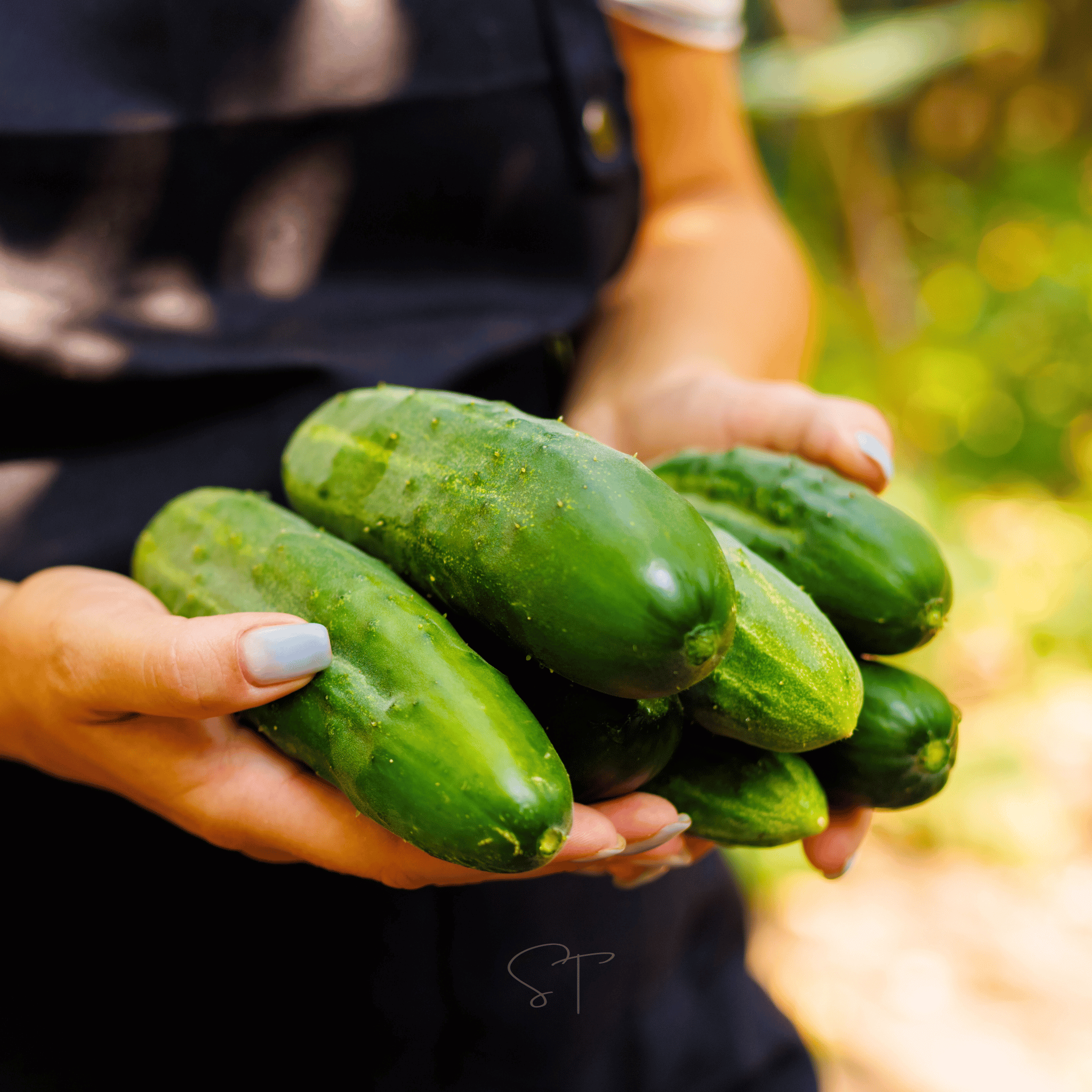 Ashley Cucumber – 30 Seeds Southern Seeds