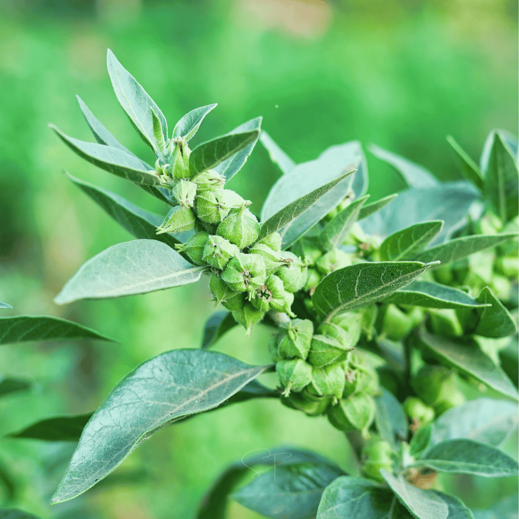 Ashwagandha (Indian Ginseng) – 30 Seeds Southern Seeds