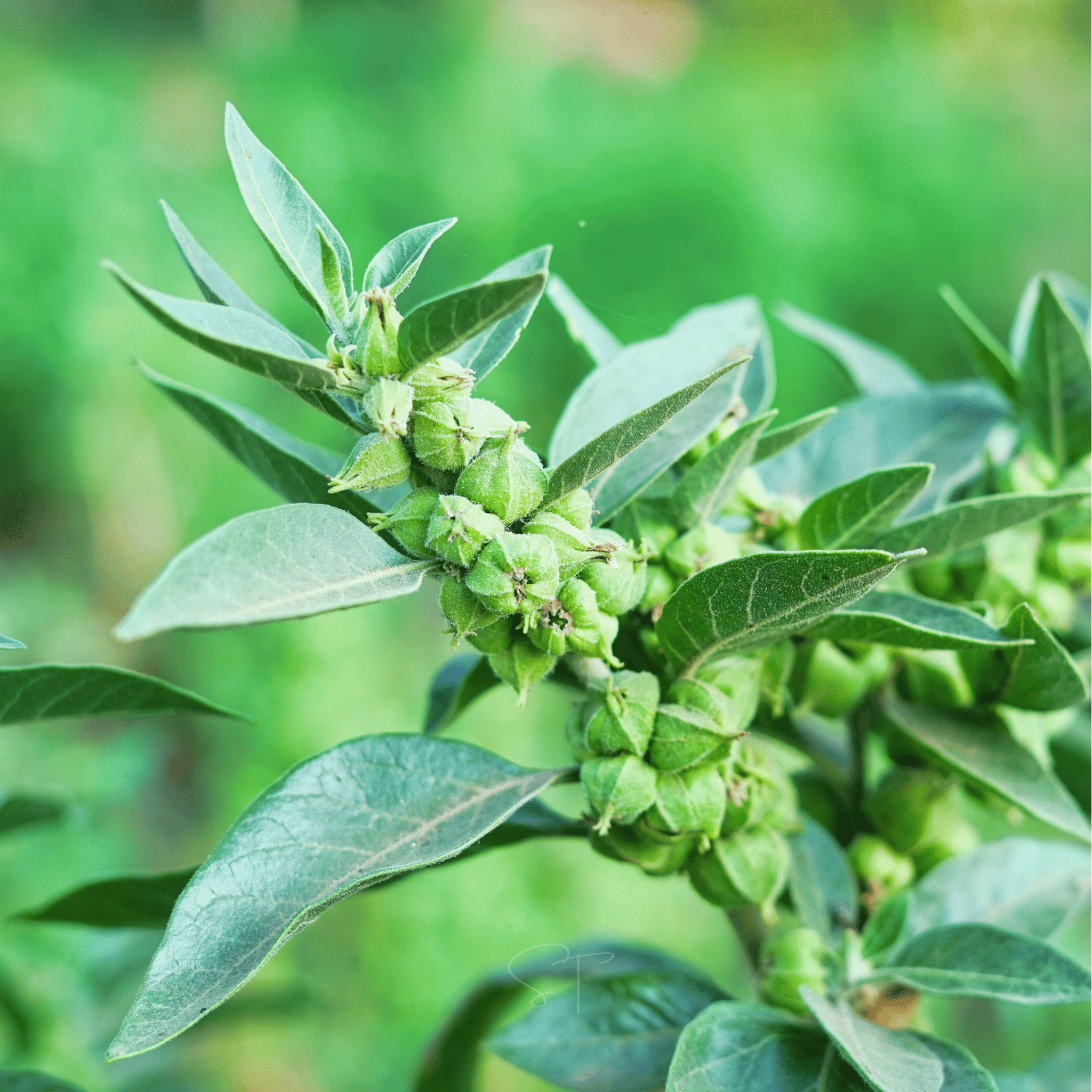 Ashwagandha (Indian Ginseng) – 30 Seeds Southern Seeds