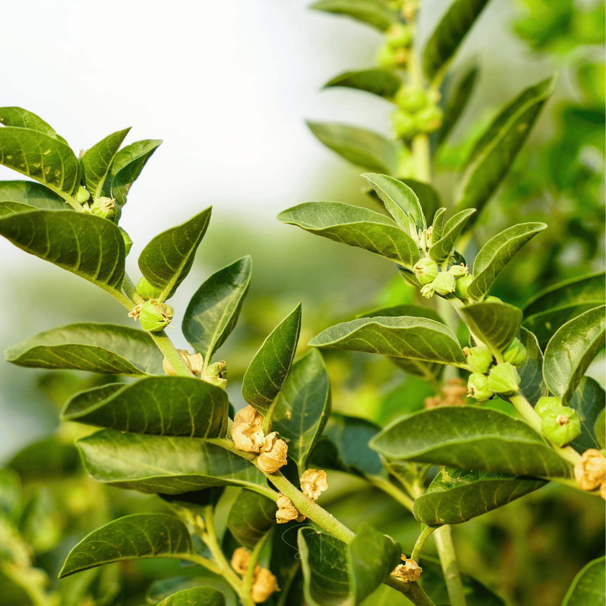 Ashwagandha (Indian Ginseng) – 30 Seeds Southern Seeds