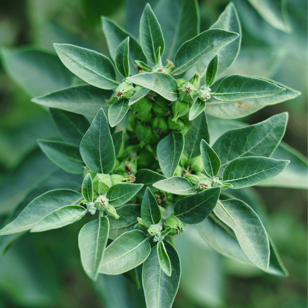 Ashwagandha (Indian Ginseng) – 30 Seeds Southern Seeds