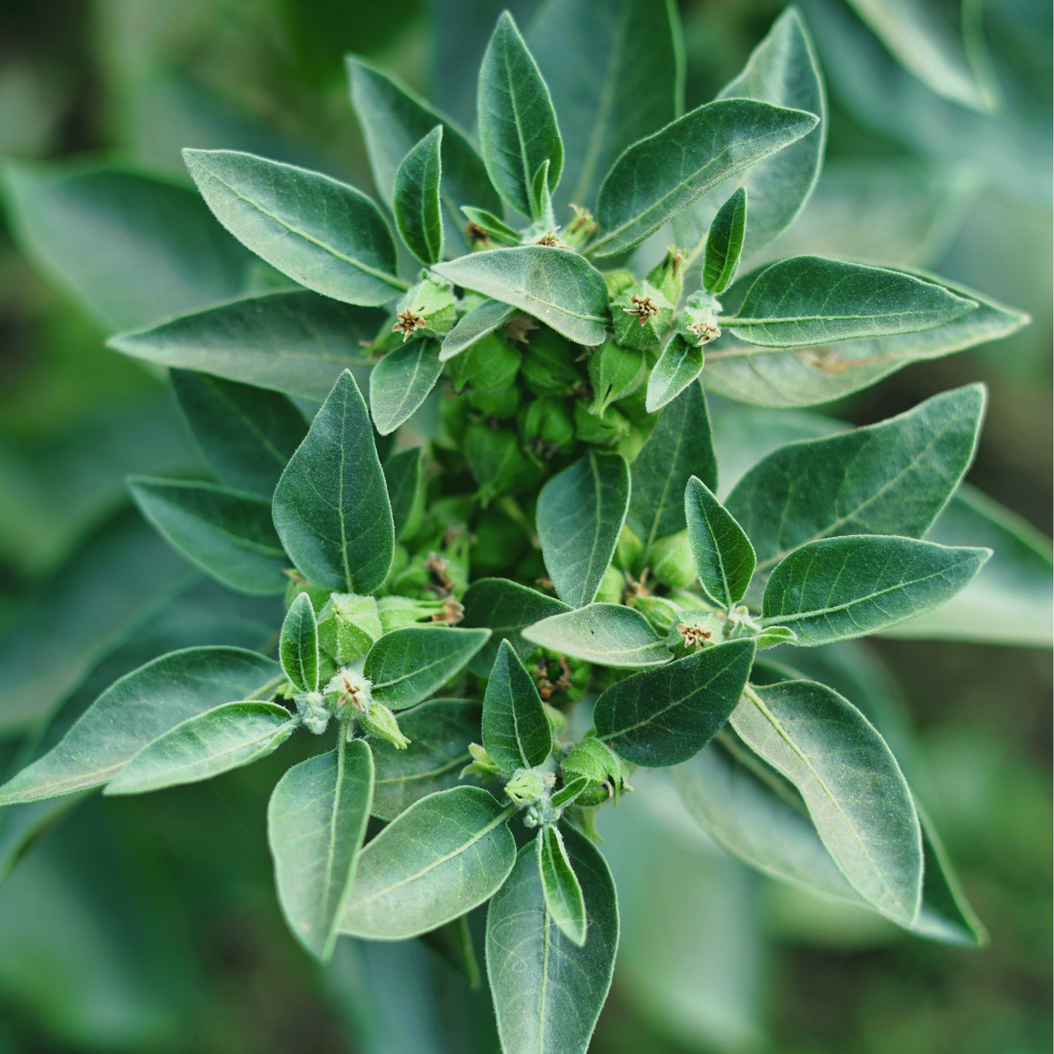 Ashwagandha (Indian Ginseng) – 30 Seeds Southern Seeds