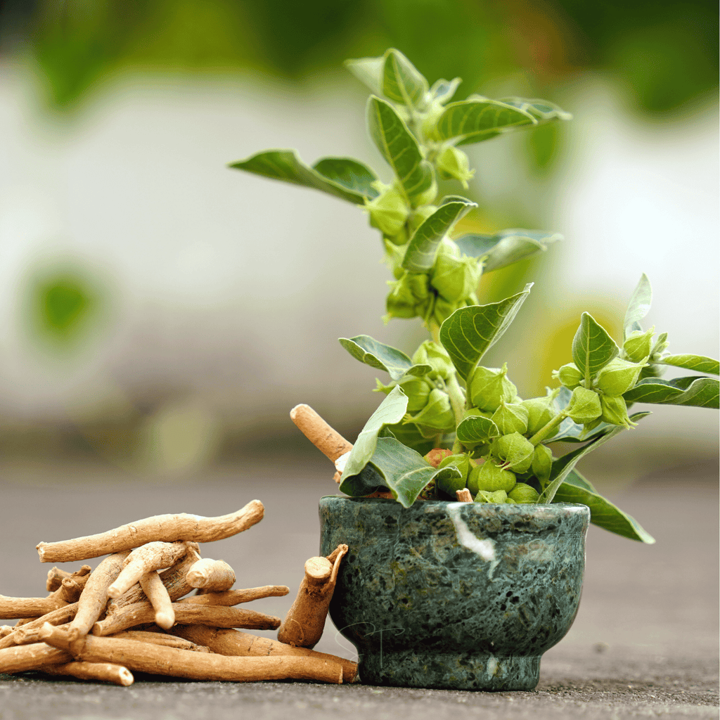 Ashwagandha (Indian Ginseng) – 30 Seeds Southern Seeds