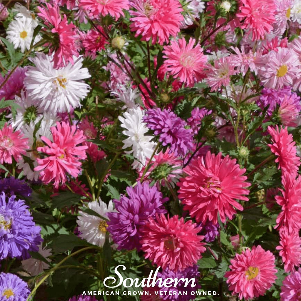 Crego Giant Aster Mix – 50 Seeds Southern Seeds