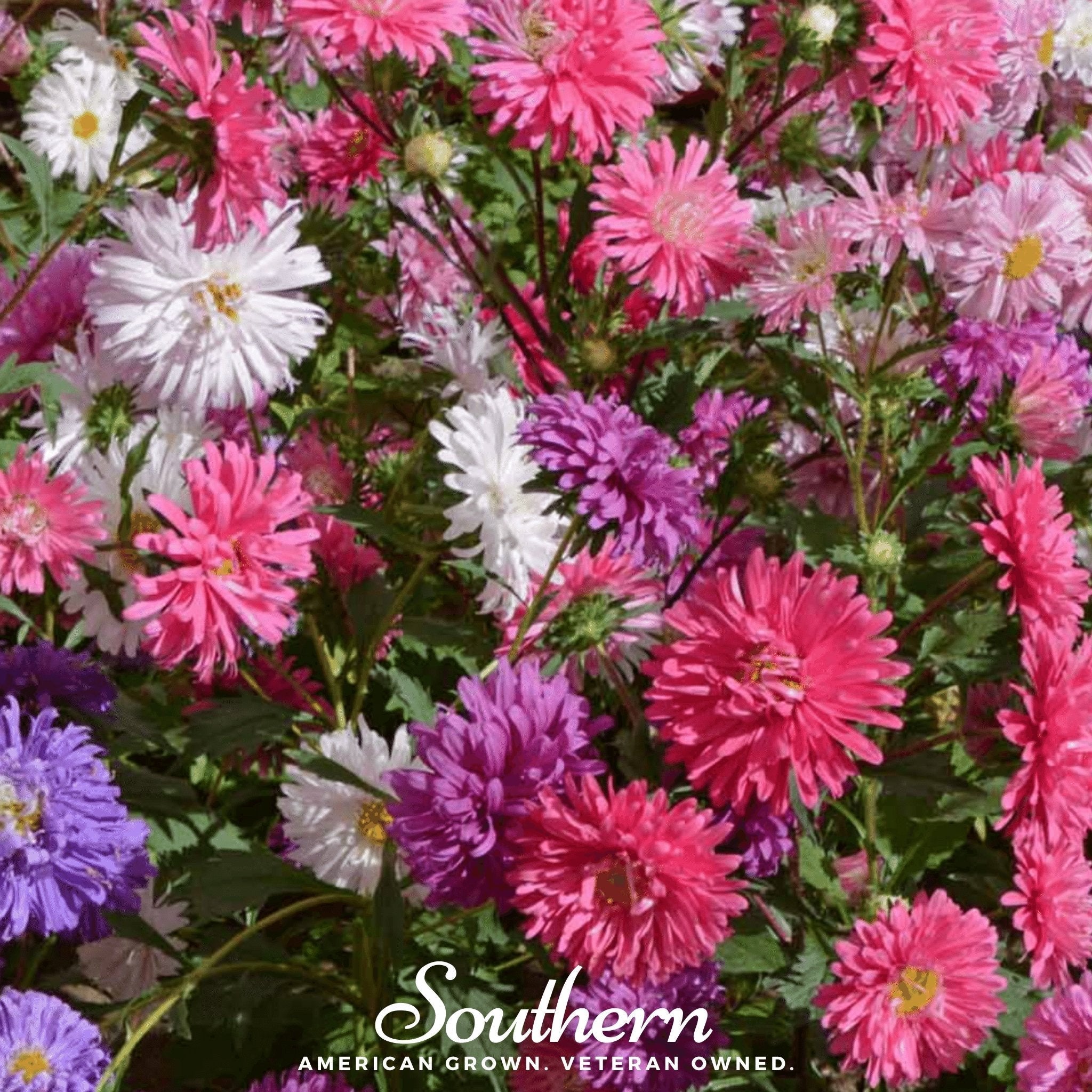 Crego Giant Aster Mix – 50 Seeds Southern Seeds