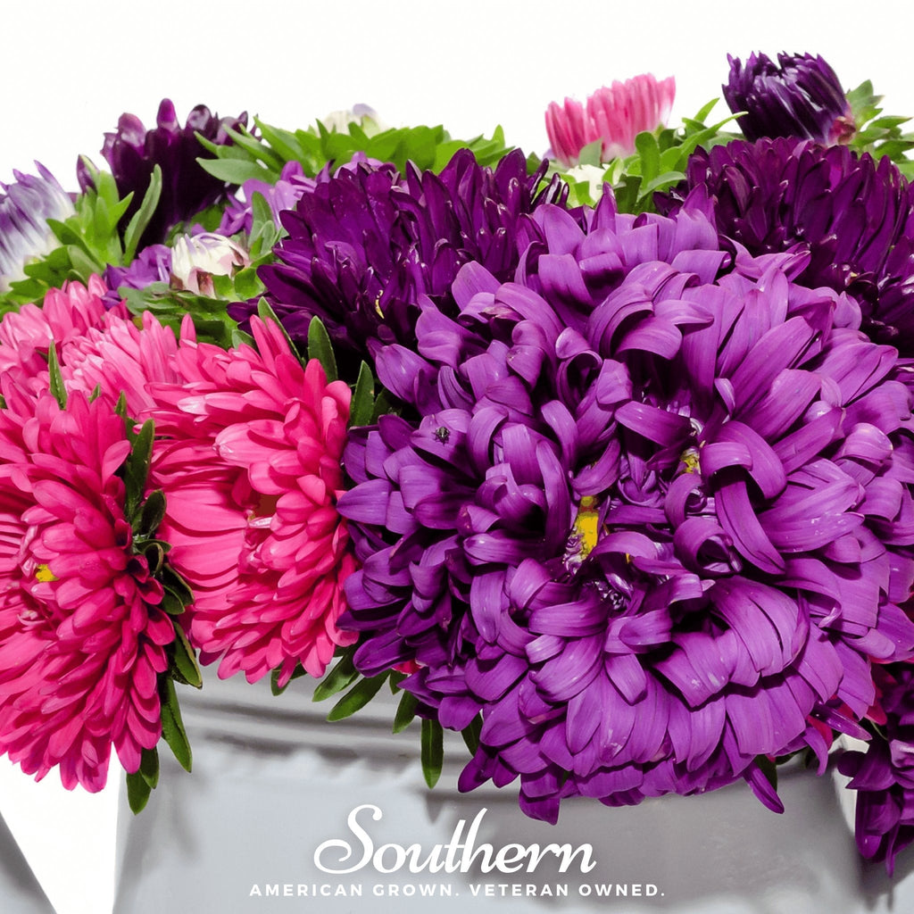 Crego Giant Aster Mix – 50 Seeds Southern Seeds