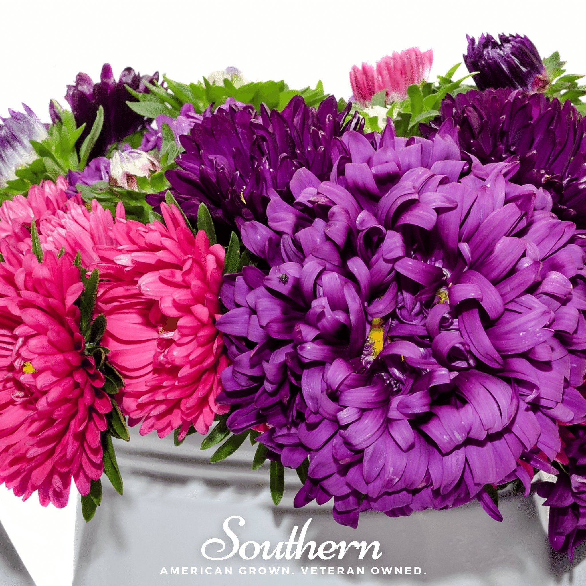 Crego Giant Aster Mix – 50 Seeds Southern Seeds