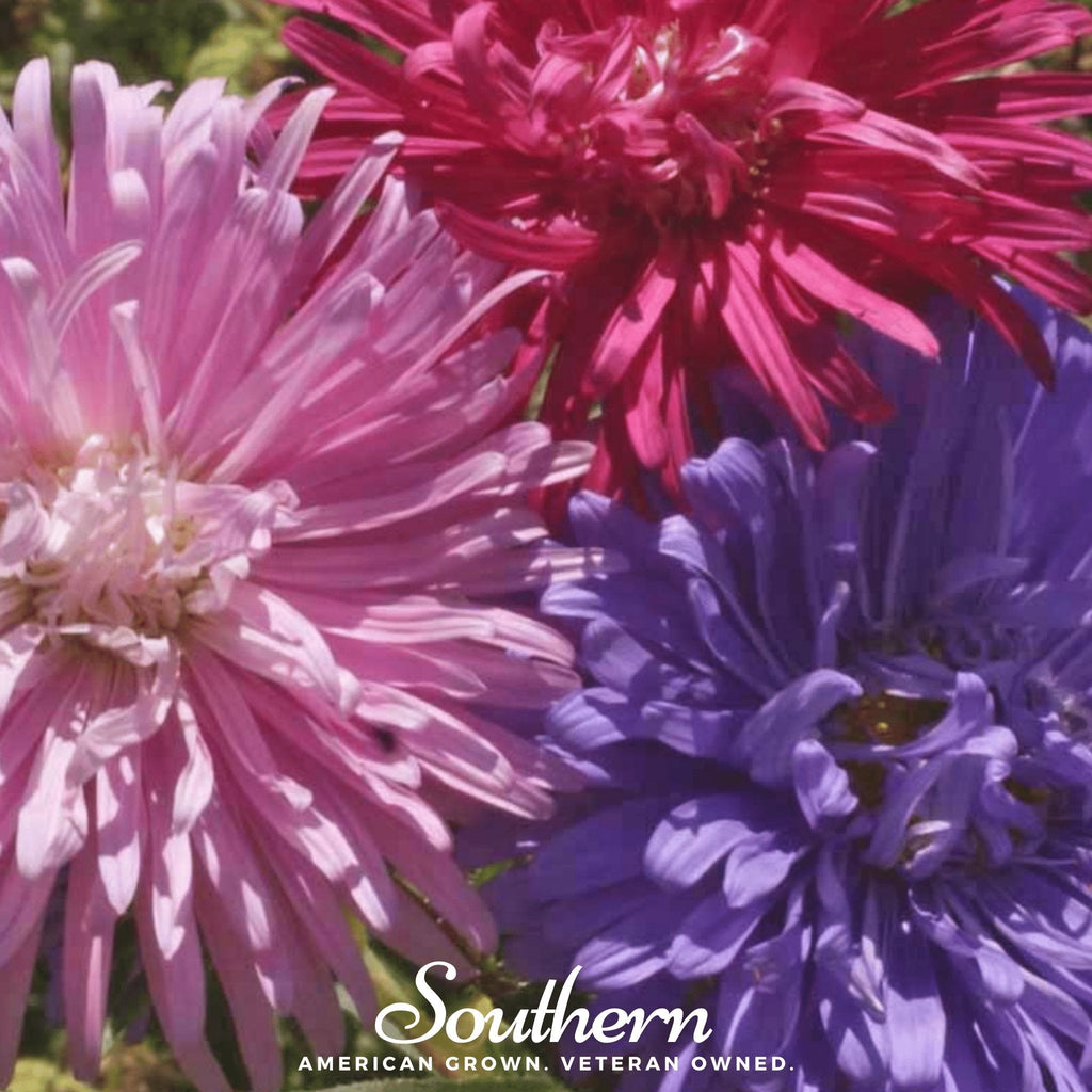Crego Giant Aster Mix – 50 Seeds Southern Seeds