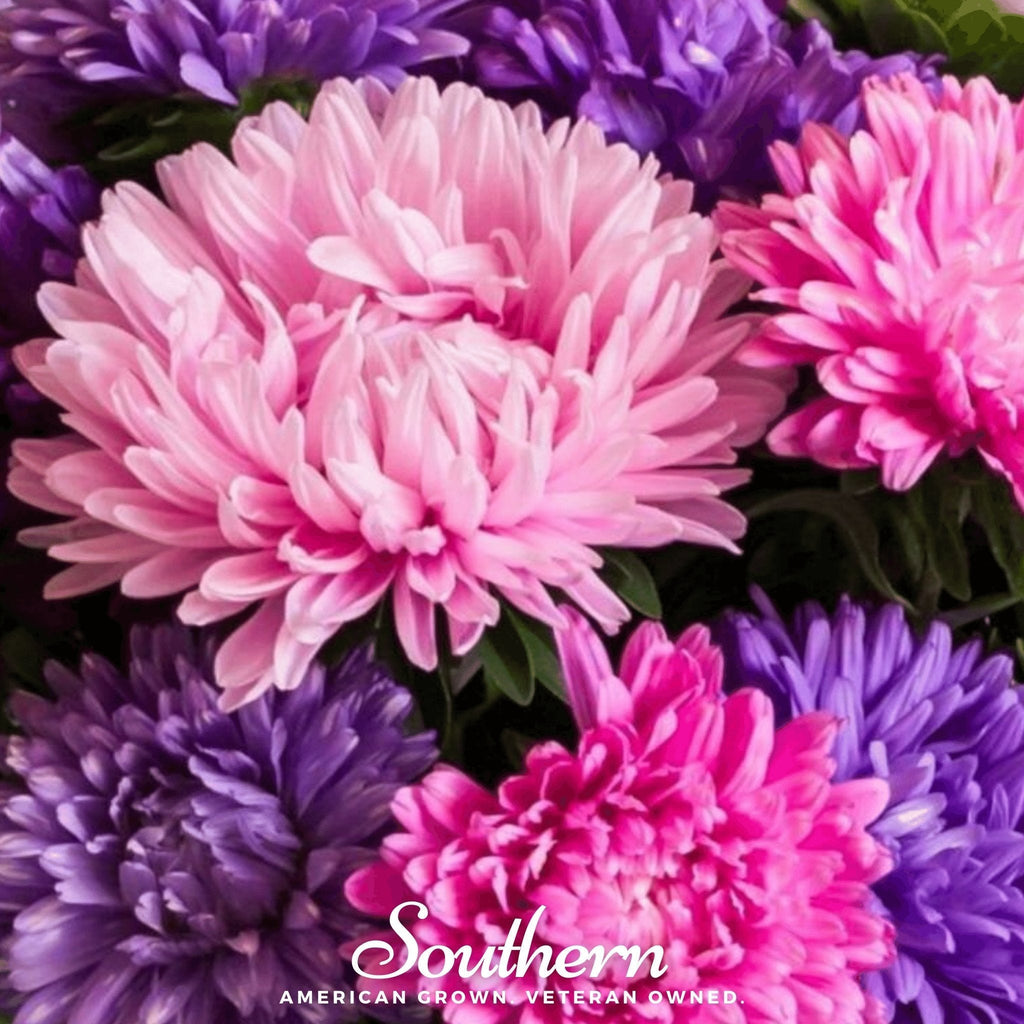 Crego Giant Aster Mix – 50 Seeds Southern Seeds