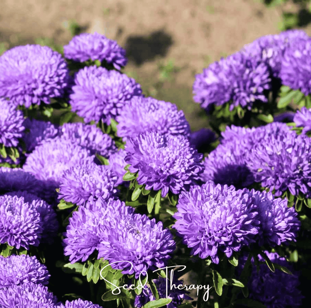 Lavender Gremlin Aster – 50 Seeds Southern Seeds